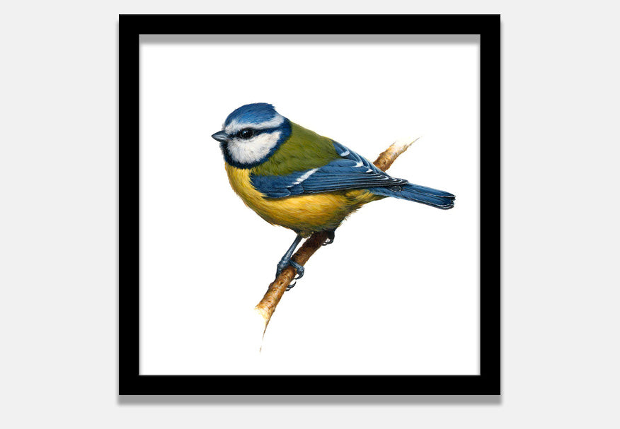 Blue Tit (Print + Pin)