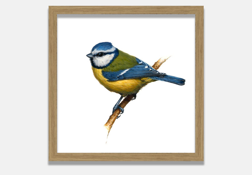 Blue Tit (Print + Pin)