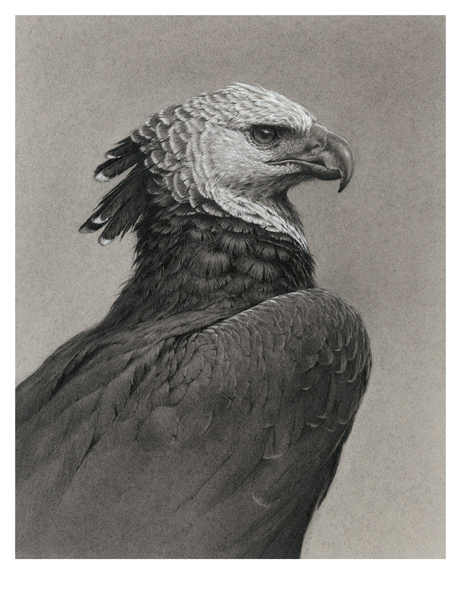 Harpy Eagle