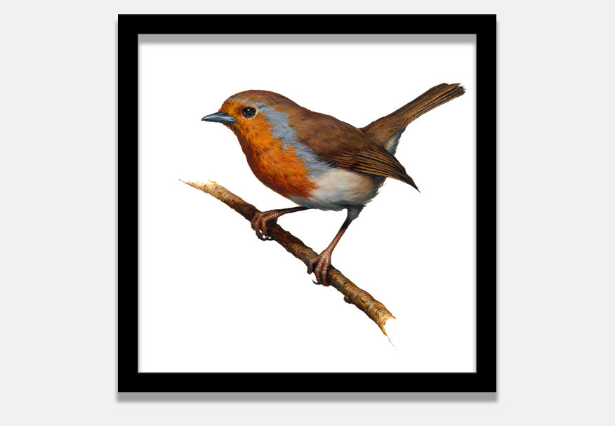 Robin (Print + Pin)