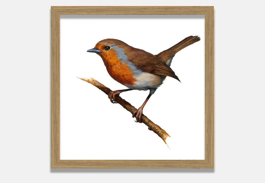Robin (Print + Pin)