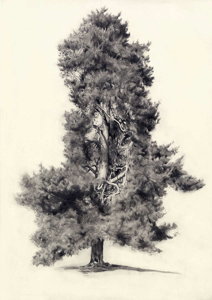 The Three Sisters II by Jessica Taylor
