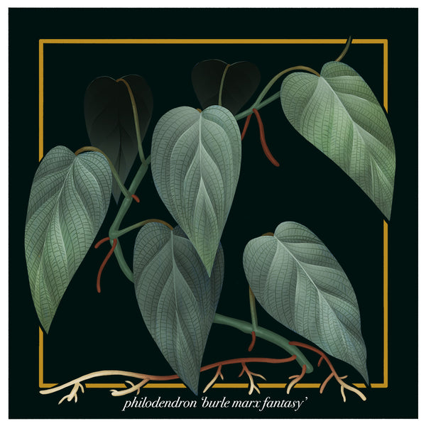 philodendron burle marx fantasy care Philodendron 'Burle Marx Fantasy' – Black Dragon Press