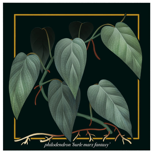 Philodendron ‘Burle Marx Fantasy’