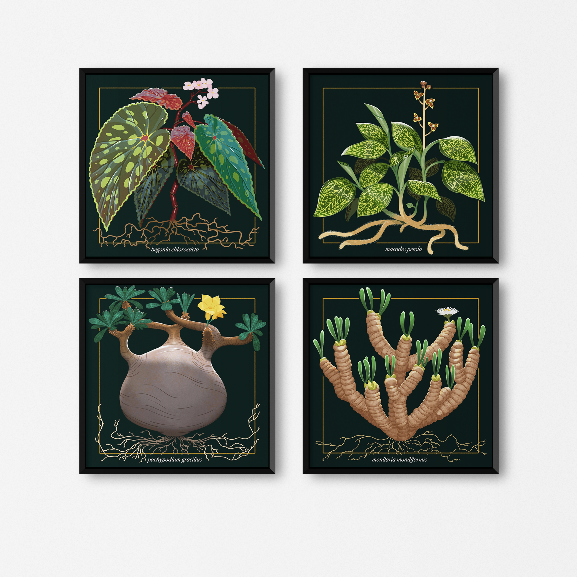 Pachypodium Gracilius – Black Dragon Press